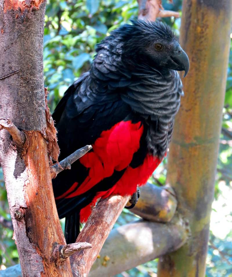 There Is A Dracula Parrot That Looks As Gothic As It Sounds