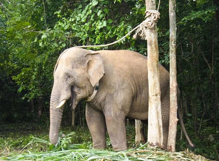 Wild Elephant Tied To A Tree