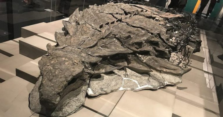 most well preserved dinosaur fossil